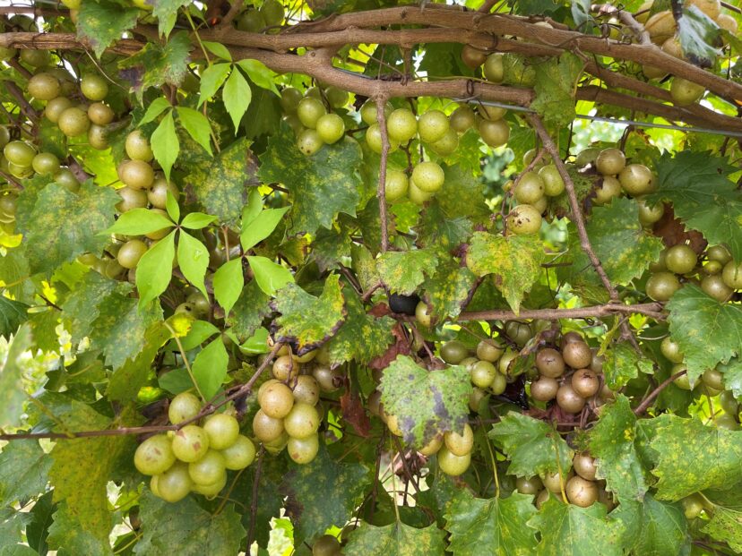 Muscadine grapes and other vining fruits begin to set yield in June.