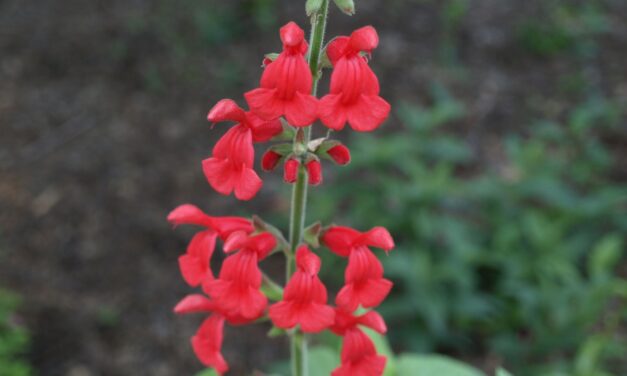 Hummingbird Favorite: Salvia