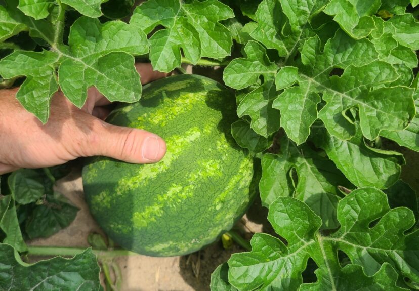 Now that we have softball-sized melons, make sure the right fungicides are being used.