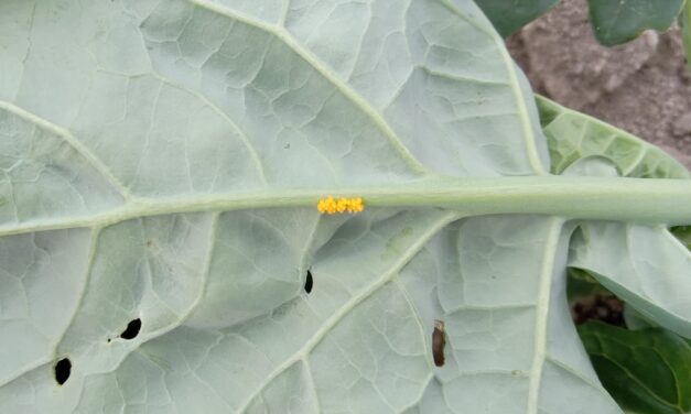 What Is It? Wednesday – Lady Beetle Eggs