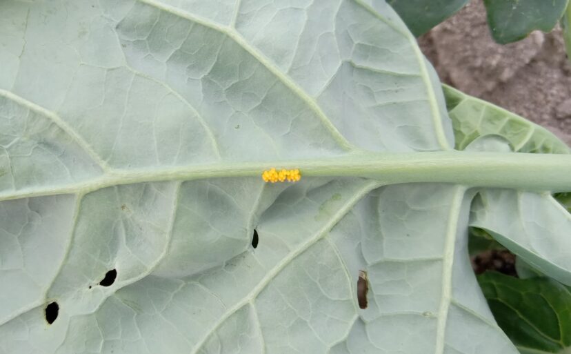 Orange colored cluster of lady beetle eggs on bottom of a collard leaf.