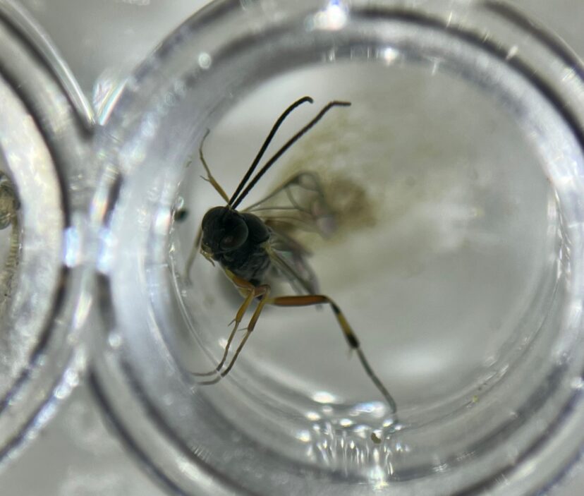 Parasitoid wasps, like this one, are being found in >70% of DBM in an ongoing trial in Charleston.