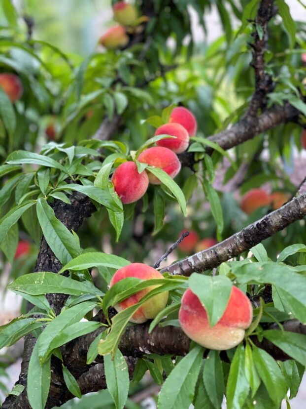 Peaches and other tree fruit can be difficult to grow in a backyard setting without a proper Integrated Pest Management Plan.