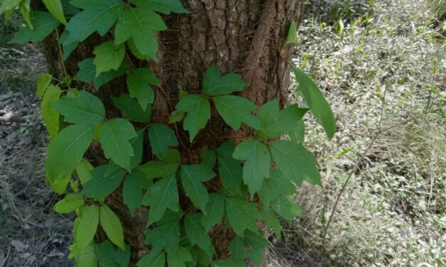 What Is It? Wednesday – Poison Ivy