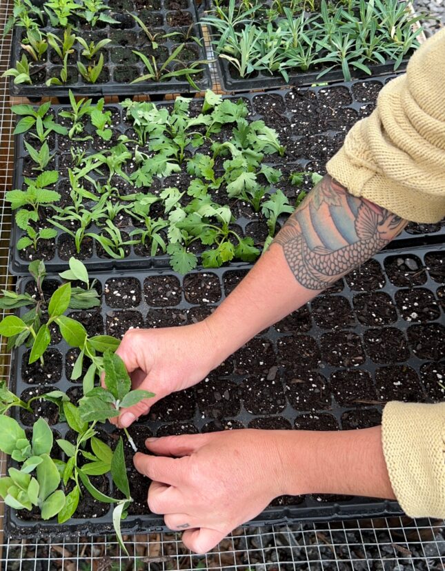 Rooting hormone can help with propagation success. Ensure you are also using a well-drained rooting medium as well.
