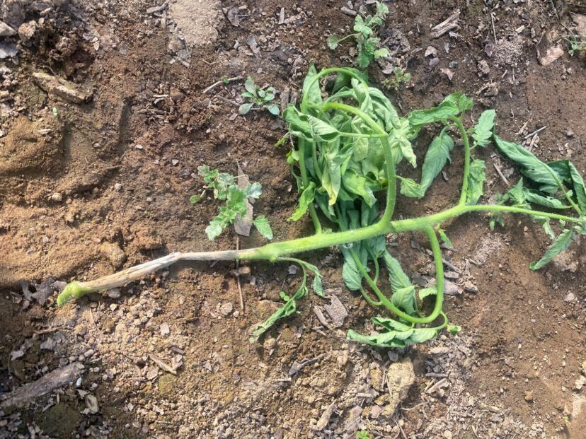 Sclerotinia stem rot has caused the stem to turn white on this tomato plant.