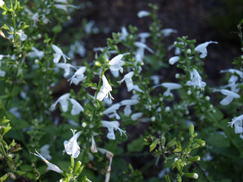 ‘Snow Nymph’ (Salvia coccinea ‘Snow Nymph’) has bright white flowers on heat-tolerant plants.