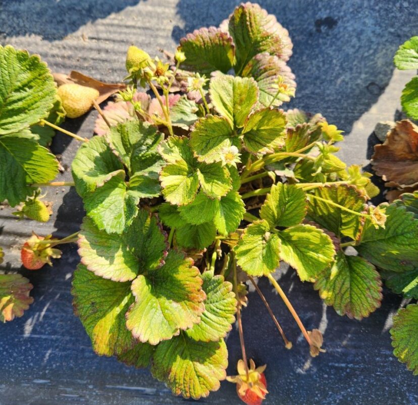 Spider mite damage causes discoloration, stunting, and poor growth.