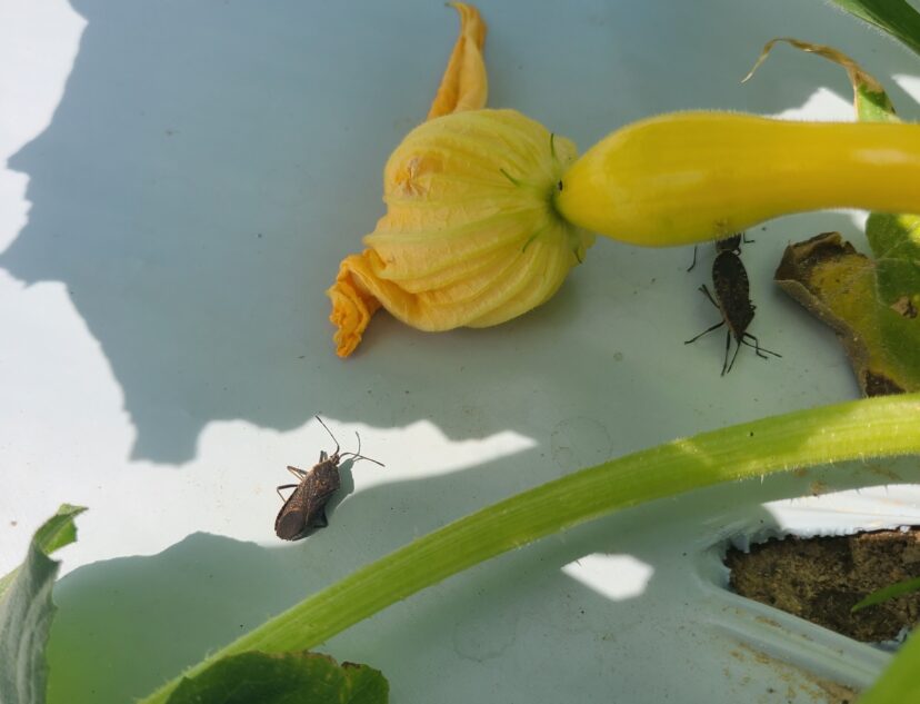 Squash bugs are being found in cucurbits.