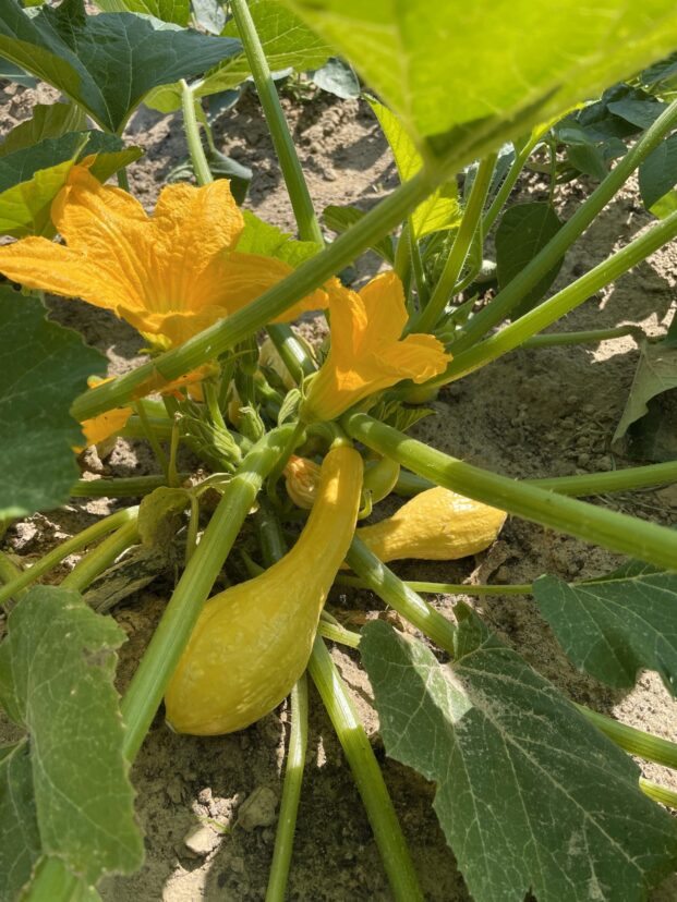Squash Ready To Be Harvested  621x828 
