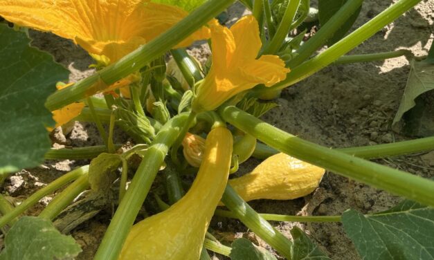 Squash ready to be harvested.