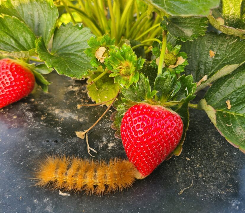 Strawberries were still loaded up before the rain. There is a salt marsh caterpillar checking this berry out.