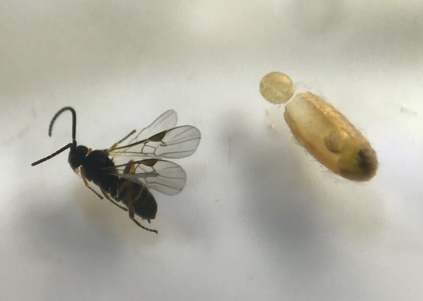 The adult wasp (Microplitis plutellae) next to the cocoon it emerged from upon completing pupation.