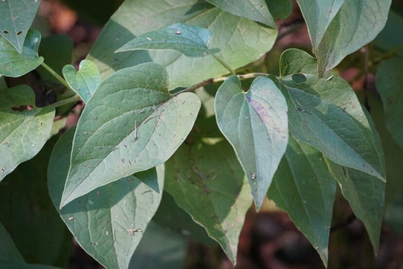 The medium green leaves are heart-shaped.