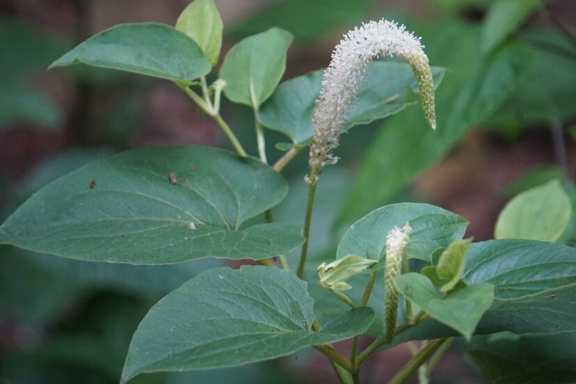 The spiky racemes are made up of small white flowers with a citrusy fragrance.
