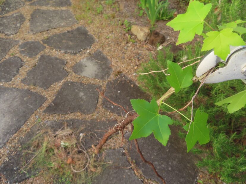 They are adjustable, so you can grab a long section of stem with the teeth.