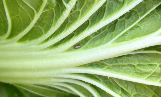 What Is It? Wednesday – Parasitic Wasp Cocoon