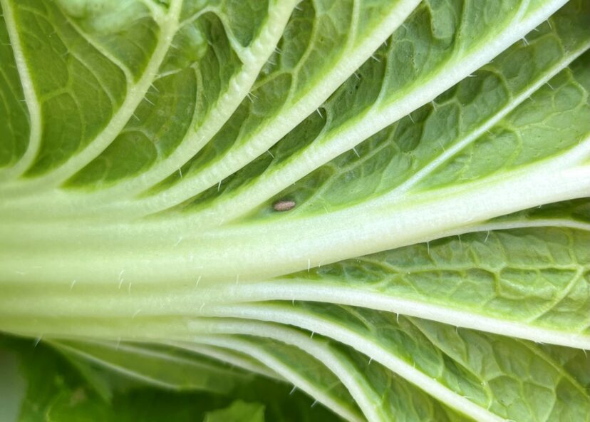 This brown oval object on the underside of this napa cabbage leaf is the cocoon of a parasitic wasp.