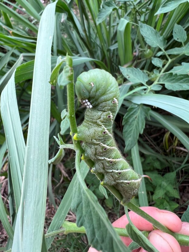Tomato hornworms can easily blend in with the foliage.