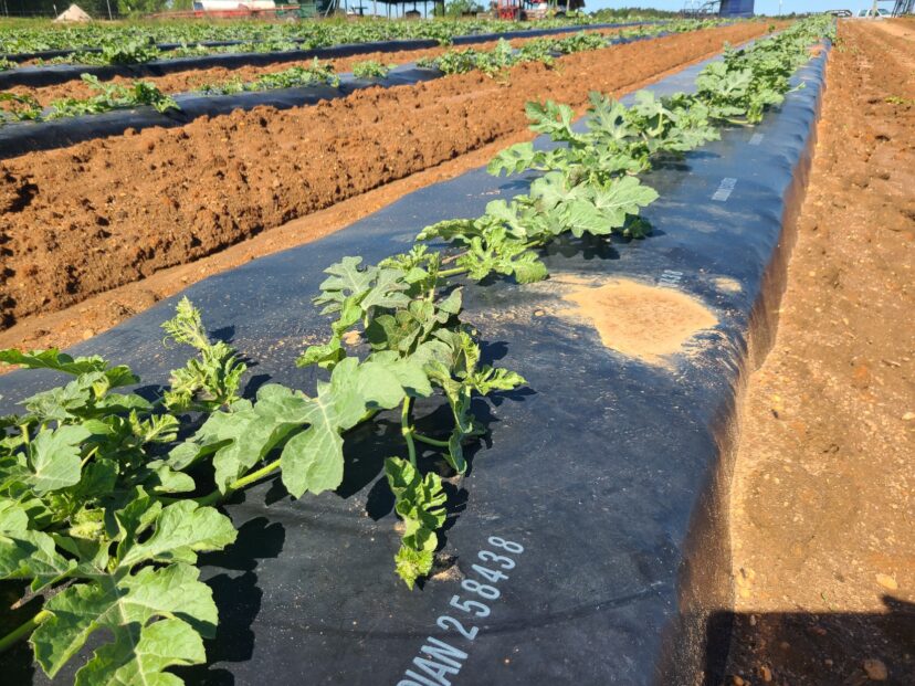 Watermelons are growing well as the vines are starting to run.