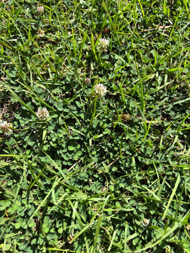 Weeds such as this clover may require chemical control but make sure to follow all label instructions when using herbicides.