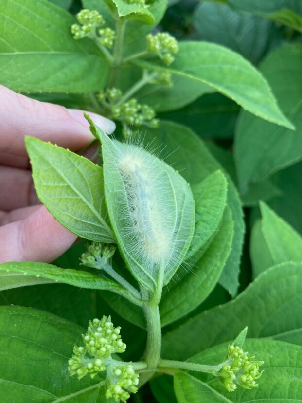 This Virginia Tiger Moth caterpillar was not doing much damage on a large panicle hydrangea bush.