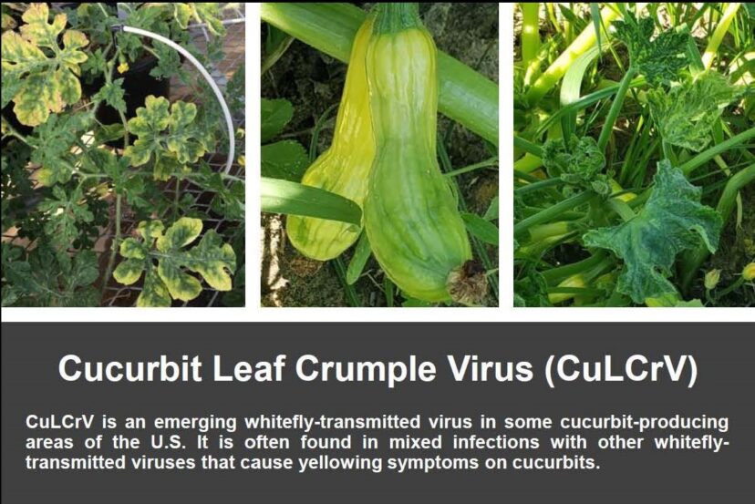 Cucurbit Leaf Crumple Virus (CuLCrV)