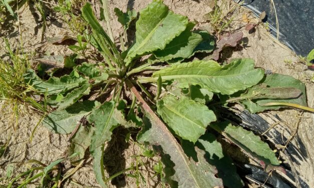 What Is It – Wednesday? Curly Dock
