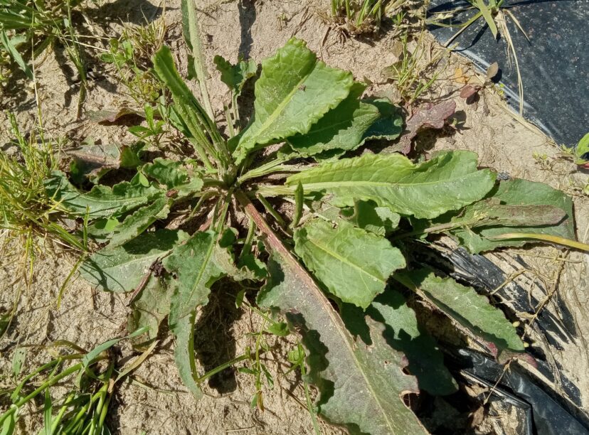 Curly dock (Rumex crispus).
