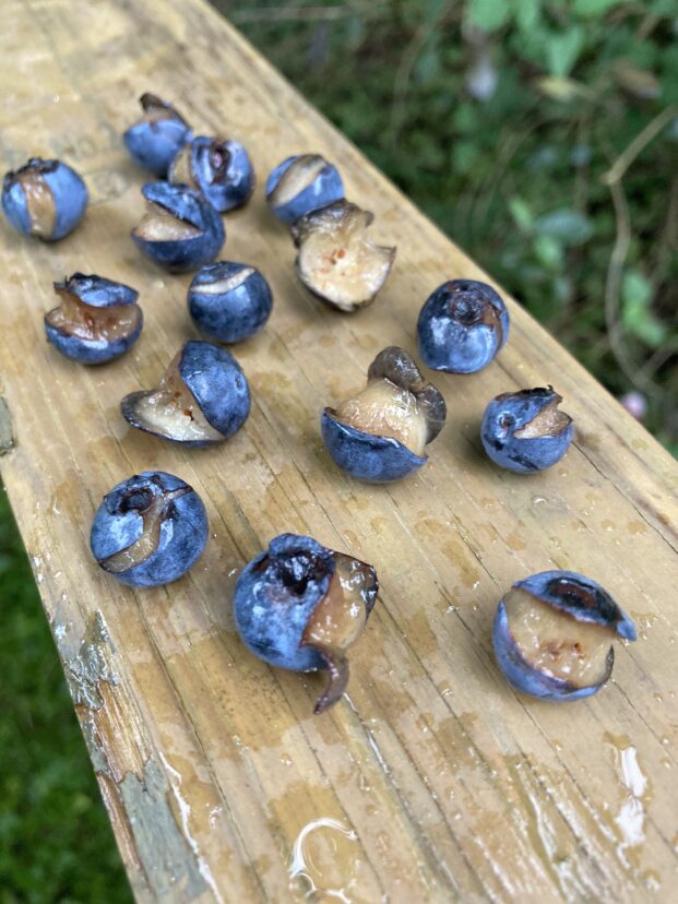 These berries of the rabbiteye cultivar ‘Climax’ split following nearly four inches of rain over three days.