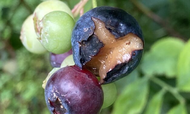 What Is It? Wednesday – Blueberry Splits