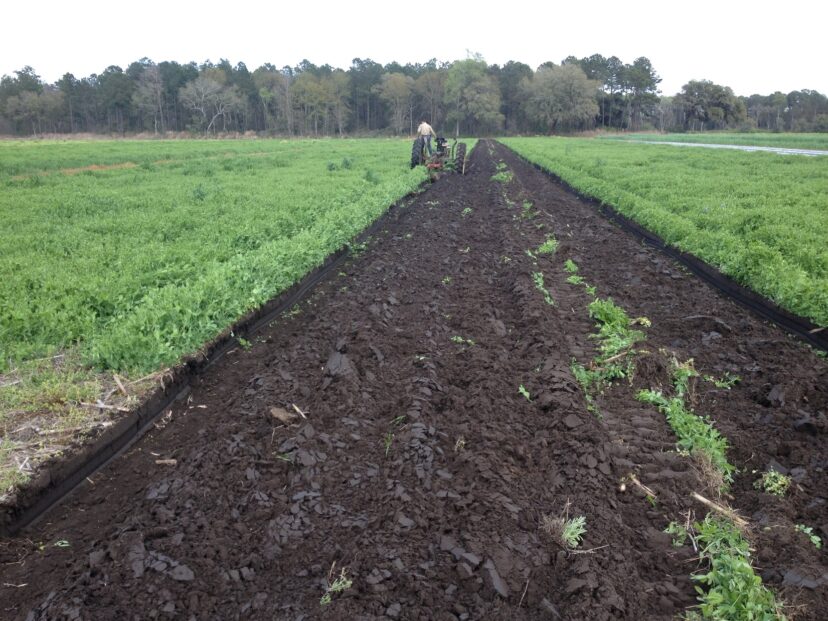 A beautiful Austrian winter pea cover crop is turned into the soil to provide nutrients for the next season’s crop.