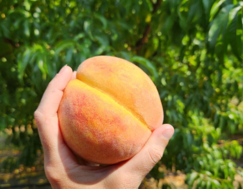 A few peaches are being harvested, mainly for baskets.