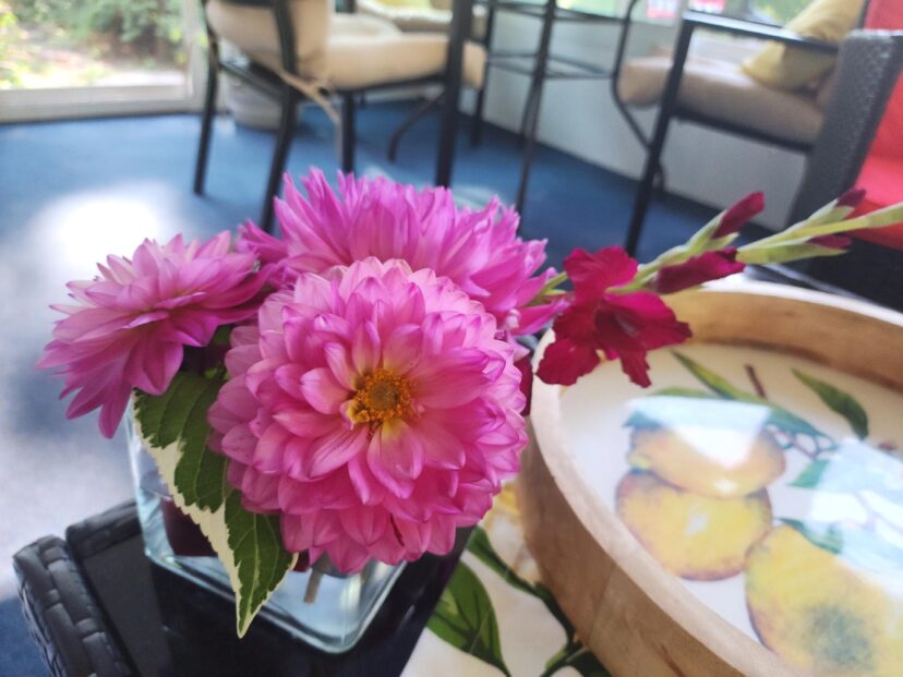 Dahlias fresh from the garden.