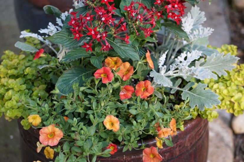 A picture containing flower, garden, annual plant, houseplant Description automatically generated