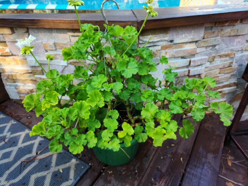 After deadheading geraniums