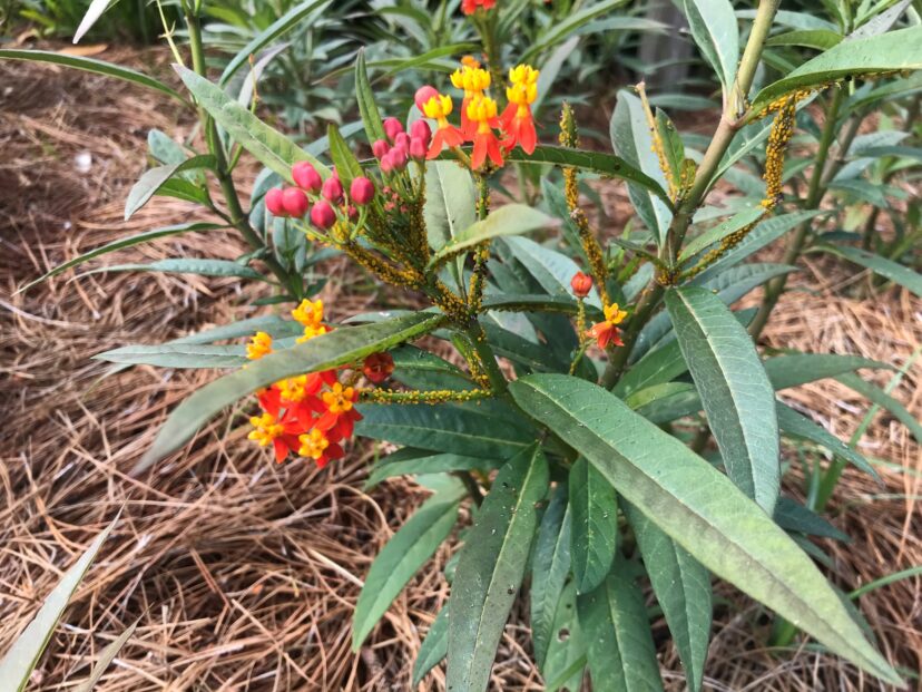 Aphids on Milkweed.