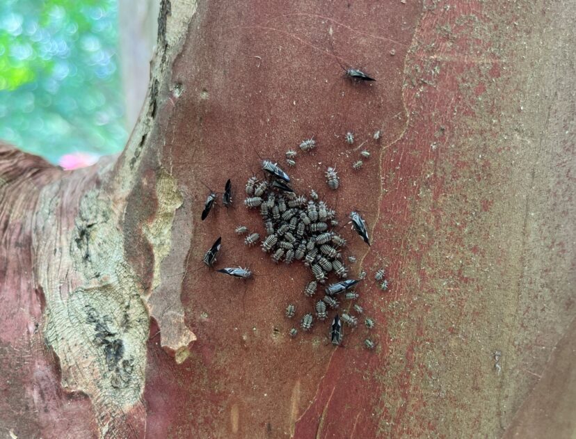 What is It? Wednesday Barklice Home & Garden Information Center