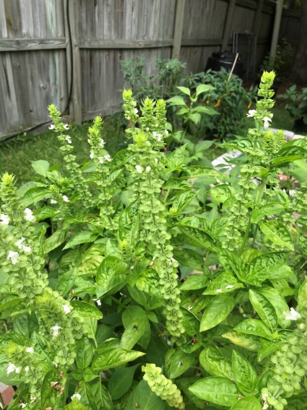 Basil in flower.