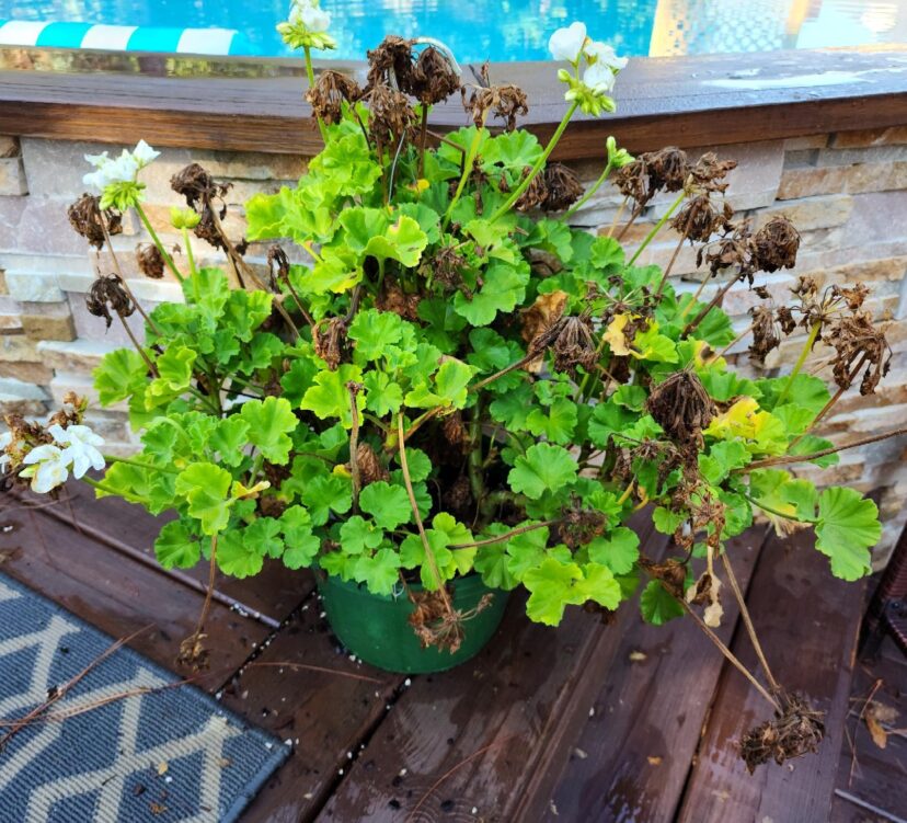 Before deadheading geraniums