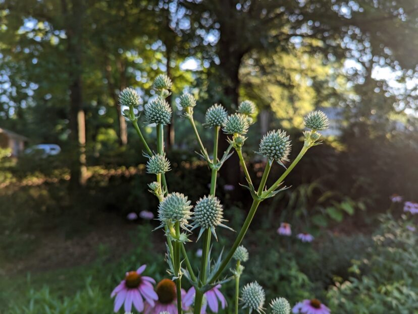 Beyond the attention-grabbing name, rattlesnake master has unique thistle-like flowers and yucca-like foliage.