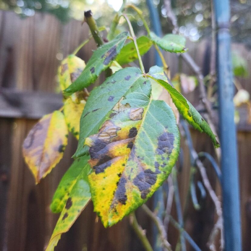 Black spot on rose leaf.
