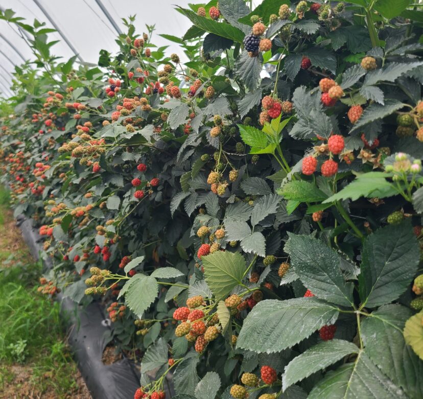 Blackberries are starting to come in.