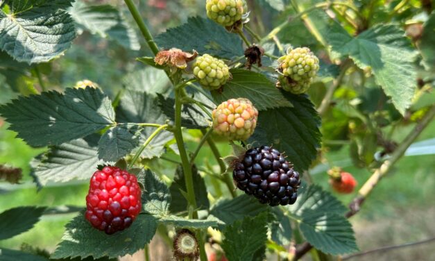 This Month in Your Garden- July 2023