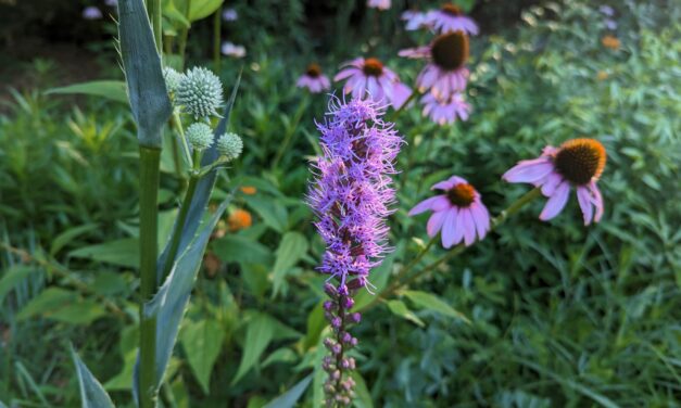 A Lazy Gardener Introduces New Garden Friends
