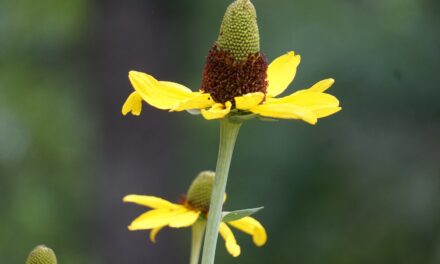 Giant Coneflower