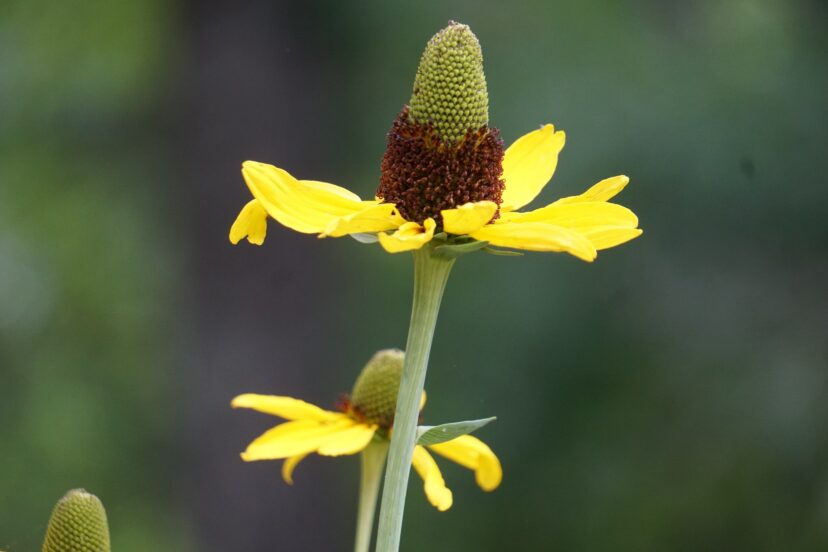 Giant Coneflower Home & Garden Information Center