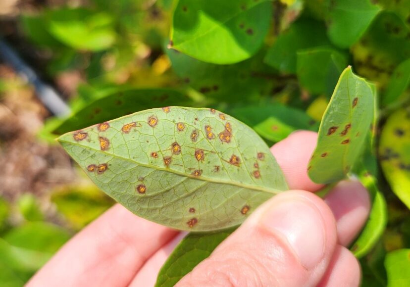 Blueberry leaf rust. Identifiable by the spores on the underside of the leaf.
