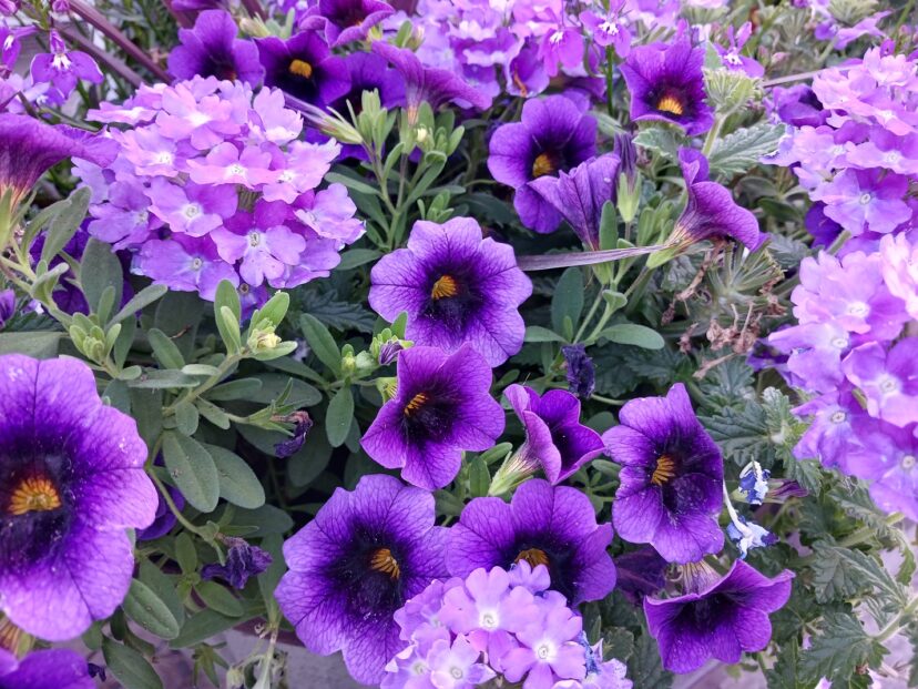 Calibrachoa Cabaret® Lavender Improved paired with Verbena Blues™ Lavender+Eye makes an eye-catching hanging basket.