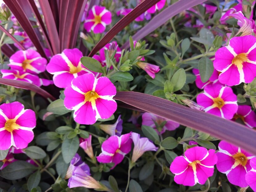 Calibrachoa MinFamous® Uno Pink Star paired with Red Spike plant (Cordyline australis ‘Red Star’)